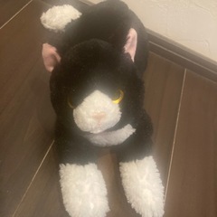 ぬいぐるみいろいろの画像