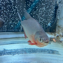 レッドコロソマの画像