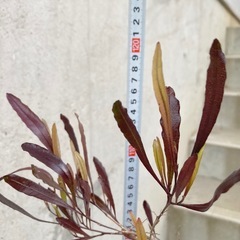 ［039］特価！ドドナエア オージープランツの画像