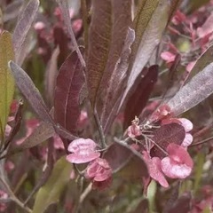 ［039］特価！ドドナエア オージープランツの画像