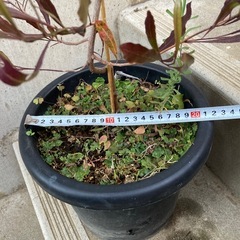 ［039］特価！ドドナエア オージープランツの画像