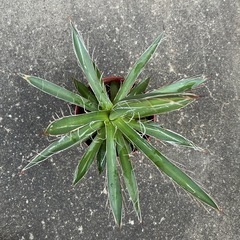 ☆アガベ☆乱れ雪☆Agabe☆多肉植物☆人気品種☆の画像