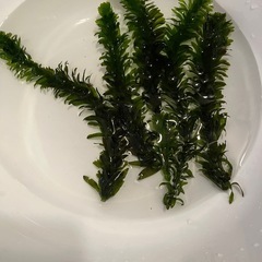 ヌマエビ、水草の画像