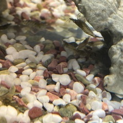 ヌマエビ、水草の画像