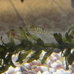 ヌマエビ、水草の画像