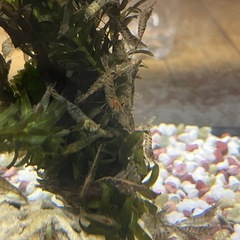 ヌマエビ、水草の画像