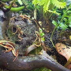 ミイロヤドクガエルの画像