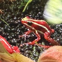 ミイロヤドクガエルの画像