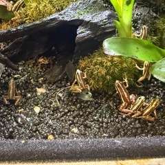 ミイロヤドクガエルの画像