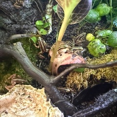 ミイロヤドクガエルの画像