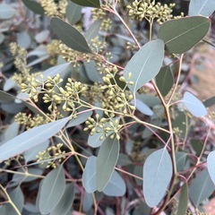 ユーカリの木　1枝　大きめの画像