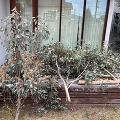 ユーカリの木　1枝　大きめの画像