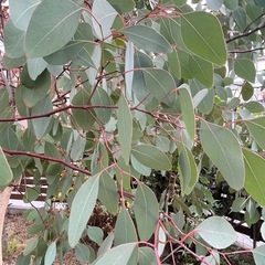 ユーカリの木　1枝　大きめの画像