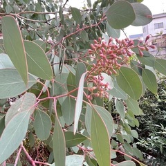 ユーカリの木　1枝　大きめの画像