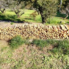 梅の木、薪用原木にの画像