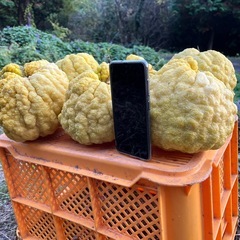 鬼ゆず　6個かなり大きいです。食べれます。の画像