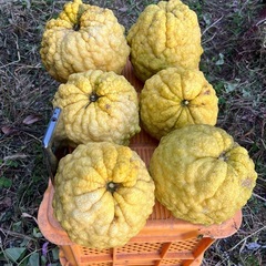 鬼ゆず　6個かなり大きいです。食べれます。の画像