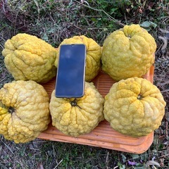 鬼ゆず　6個かなり大きいです。食べれます。の画像