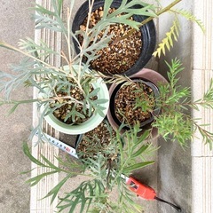 ［040］特価！グレビレアセット オージープランツお試しセットの画像