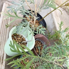 ［040］特価！グレビレアセット オージープランツお試しセットの画像