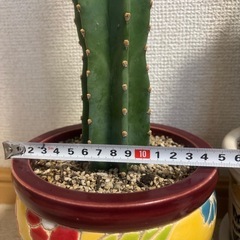 ★引き取り限定★柱サボテン①の画像