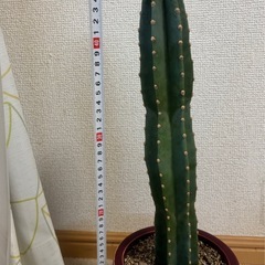★引き取り限定★柱サボテン①の画像