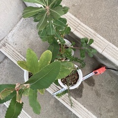 ［041］特価！バンクシアセット オージープランツお試しセットの画像