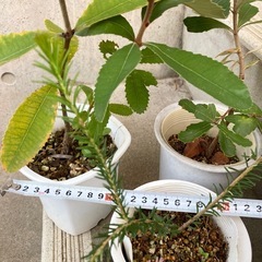 ［041］特価！バンクシアセット オージープランツお試しセットの画像