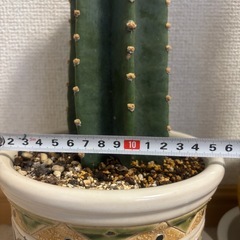 ★引き取り限定★柱サボテン②の画像