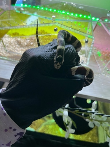 カリフォルニアキングスネーク