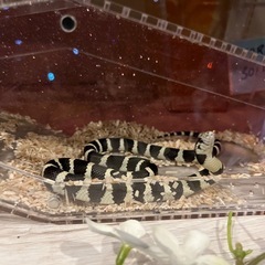 カリフォルニアキングスネークの画像