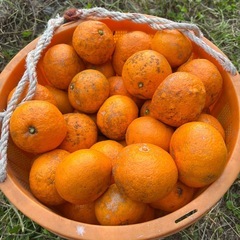 愛媛のみかん　5キロ　の画像