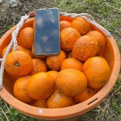 愛媛のみかん　5キロ　の画像