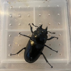 ババオウゴンオニクワガタ　新成虫ペア　の画像