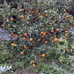 愛媛のみかん　5キロ　の画像