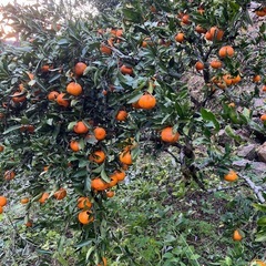 愛媛のみかん　5キロ　の画像