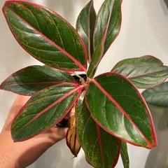 【札落ち】アグラオネマ【水苔】の画像