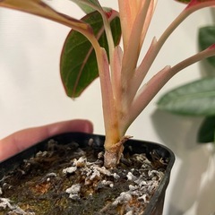 【札落ち】アグラオネマ【水苔】の画像