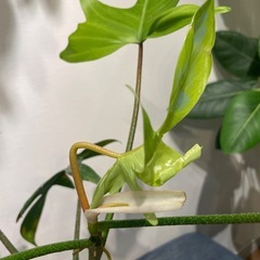 フィロデンドロン　フロリダゴーストの画像