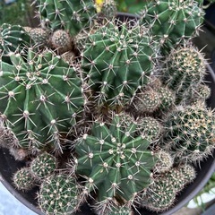 子サボテンの寄せ植え　一鉢の画像