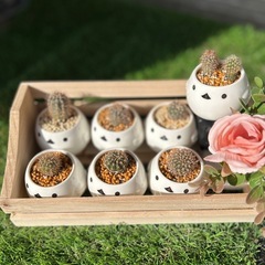 子サボテンの寄せ植え　一鉢の画像