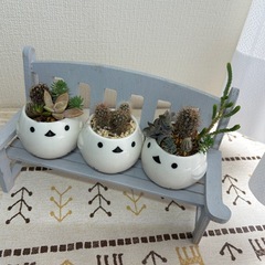 子サボテンの寄せ植え　一鉢の画像