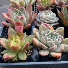 多肉植物🪴①  1ポット300円の画像