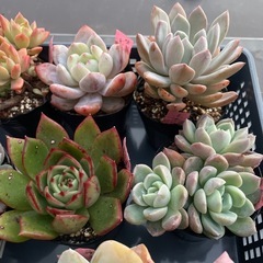 多肉植物🪴①  1ポット300円の画像