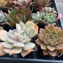 多肉植物🪴①  1ポット300円の画像
