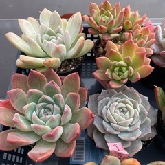 多肉植物🪴①  1ポット300円の画像