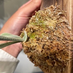 Platycerium veitchii cv. Lisa sporeの子株　その②の画像