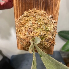 Platycerium veitchii cv. Lisa sporeの子株　その②の画像