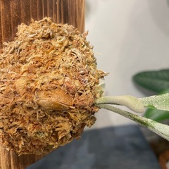 Platycerium veitchii cv. Lisa sporeの子株　その②の画像