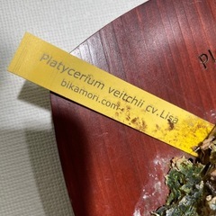 Platycerium veitchii cv. Lisa sporeの子株　その②の画像